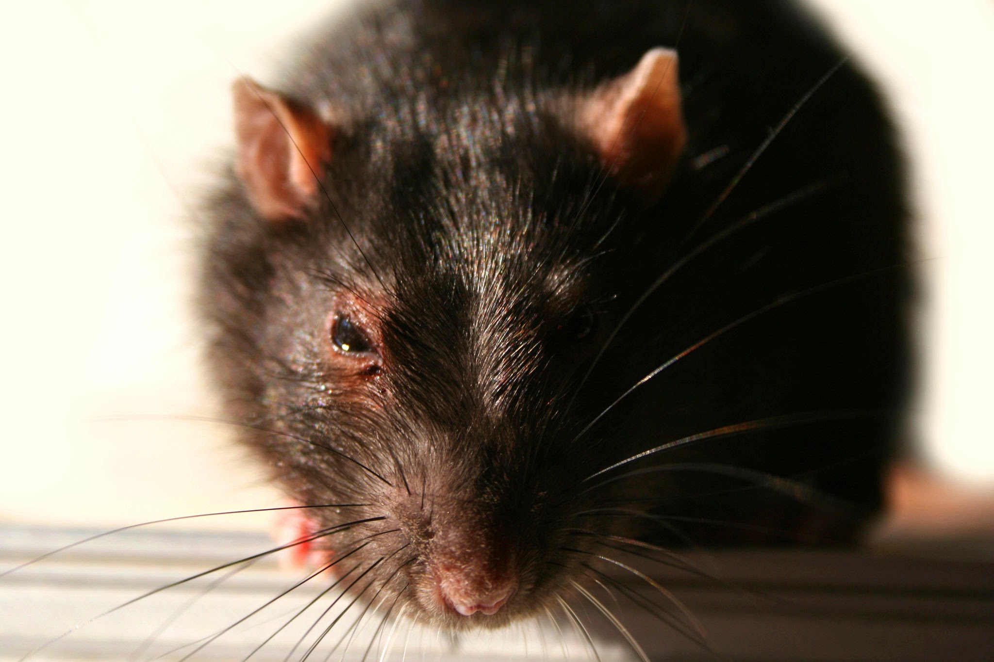 Черная крыса с красными глазами