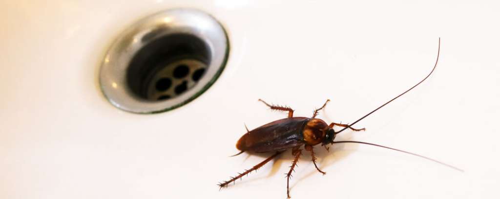√ Disinfestazione Sicilia - Uova di scarafaggi e blatte in casa