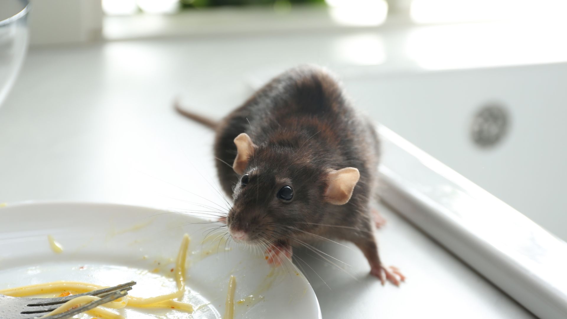 Cosa fanno i topi dopo aver mangiato il veleno?